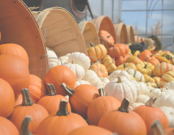 Pumpkin Harvest - A Time for Celebration