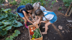 3 elementary. aged girls gardening for vegetables.