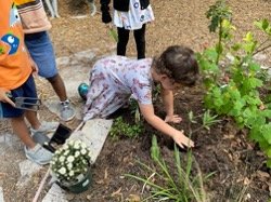 Young girl digging in the dirt in a garden at her Montessori School Garden Day.