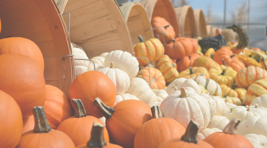 Pumpkin Harvest - A Time for Celebration